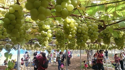 マスカットページ 50b3344350cd1ed1f281d86eb185b1